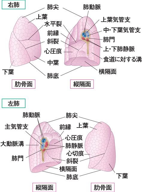 肺 位置|呼吸器の解剖 